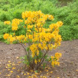 "Golden Lights," Azalea variety developed by the University of Minnesota, released in 1986.  Agricultural Experiment Station project #21-055, "Breeding, Evaluation and Selection of Hardy Landscape Plants," principal Investigator: Stan C. Hokanson, previous P.I. Harold Pellett.