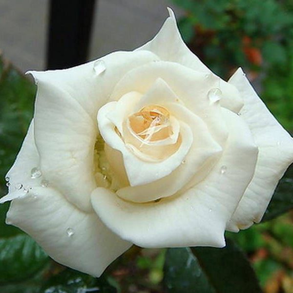 Роза чайно-гибридная Ленип (Паскаль)